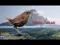 Download Lagu Masteran jongkangan coklat❗❗ buat pancing burung bahan || LANGSUNG GACOR