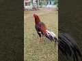 Download Lagu Ciri kokok ayam bangkok pembunuh