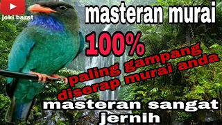 masteran paling seram kalau keluar digantangan tengkek buto