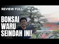 Download Lagu BONSAI WARU INDIA SANGAT INDAH DAN EKSOTIS. REVIEW BONSAI!!!