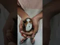 Guinea Pig Small Furry For Adoption - 3 Months Piggies from Banting Selangor