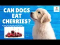 Can Dogs Have Cherries Answered Part of the What Can My Dog Eat Series