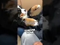 Lagu This dog’s reaction of finally getting adopted is incredible #shorts