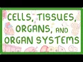 GCSE Biology - Levels of Organisation