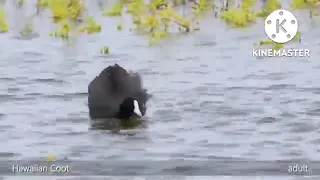 صوت دجاج الماي 