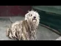 Download Lagu Deaf Dog Left to Suffer in Scorching Heat, Pleading for Just a Bite to Survive…