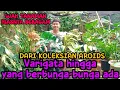 Lagu WAH TANAMAN HIASNYA BERAGAM‼️DARI KOLEKSIAN AROIDS VAR HINGGA BERBUNGA2