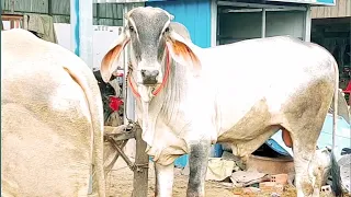 Accidentally met at the cow's house