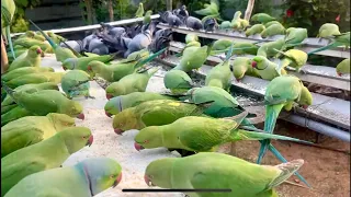 Kitchen Garden is live for parrots feeding 27/10/2026