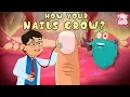How Your Nails Grow The Dr Binocs Show Best Learning s For Kids Peekaboo Kidz