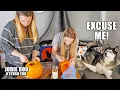 My Husky Helps Carve My Pumpkin Sister Collab