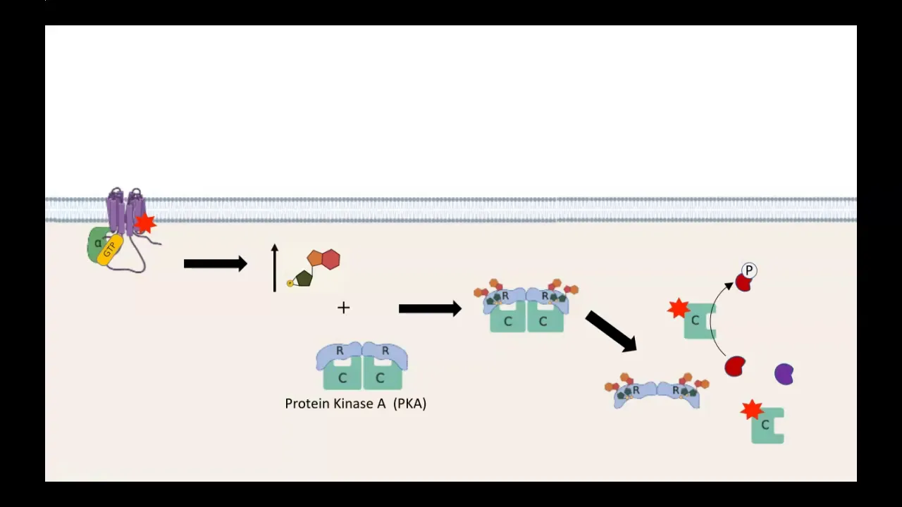 GPCR AC cAMP PKA pathway