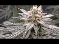3x3 Grow update Day 47 of flowering Sour G R1 by ethos Genetics Gas Cream Runtz by Lit Farms