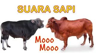 suara sapi moo suara binatang cow sound