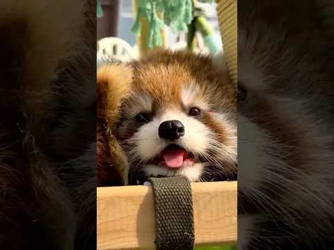 Cute baby animals
