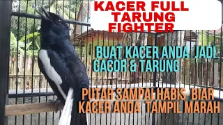kacer gacor tarung buat buat pancingan kacer lambat panas