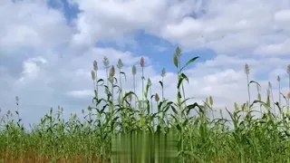 الفنان عتيق العلي طرب ساحلي 