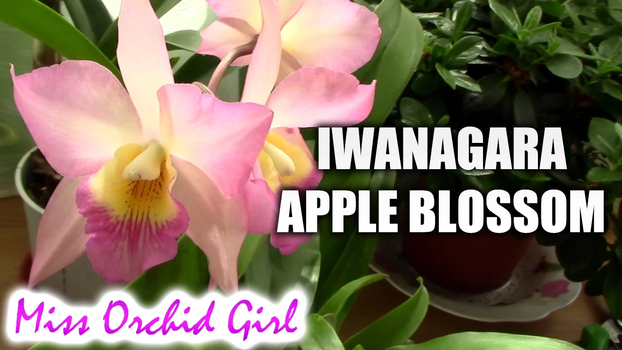 IWANAGAARA (JACKFOWLIEARA) APPLEBLOSSOM ORCHID I FINALLY FOUND IT!