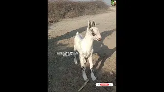 Wow Deer Cross Breed Goat Kid Short Youtube Youtubeshorts 