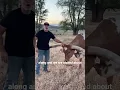 Love this cow