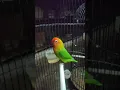 Download Lagu Update Nyasa Betina #lovebird #Short
