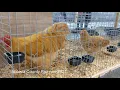Volusia County Fair Nov 2021 animals