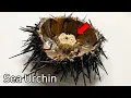 Strange Organ Inside a Sea Urchin - Sea Urchin Dissection