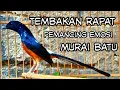 Download Lagu JENIS MURAI APAPUN PASTI NYAUT IKUT TERPANCING EMOSI DENGAR SUARA MURAI BATU GACOR FULL TEMBAKAN 