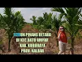 Download Lagu JARAK TANAM DAN PUPUK YANG DIGUNAKAN DI KEBUN PINANG BETARA IBU DEBY