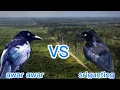 Download Lagu suara pikat burung Awar Awar vs srigunting ribut 2023