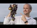 Download Lagu Tokaji - Rotten Grapes turn into Liquid Gold?!
