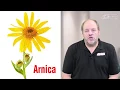 Download Lagu Dr. Sean McConnell:  Arnica and it's amazing benefits!