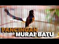Download Lagu PANCINGAN KAPAS TEMBAK! GACOR DOR!