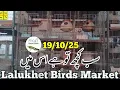 Download Lagu lalukhet sunday birds market 19/10/25| birds rate list 2025 lalukhet birds market 2025|zunair birds