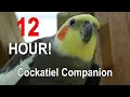 Download Lagu Cockatiel Companion 12 HOURS of BIRD NOISE!!! Play this to your Cockatiel