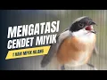 Download Lagu perawatan dan tips cendet agar tidak miyik