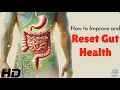 Gut Health Reset How to Rebuild Your Microbiome Fast
