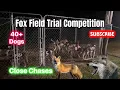 Chasing with Dogs 2024 NC Field Trial Competition Close chases
