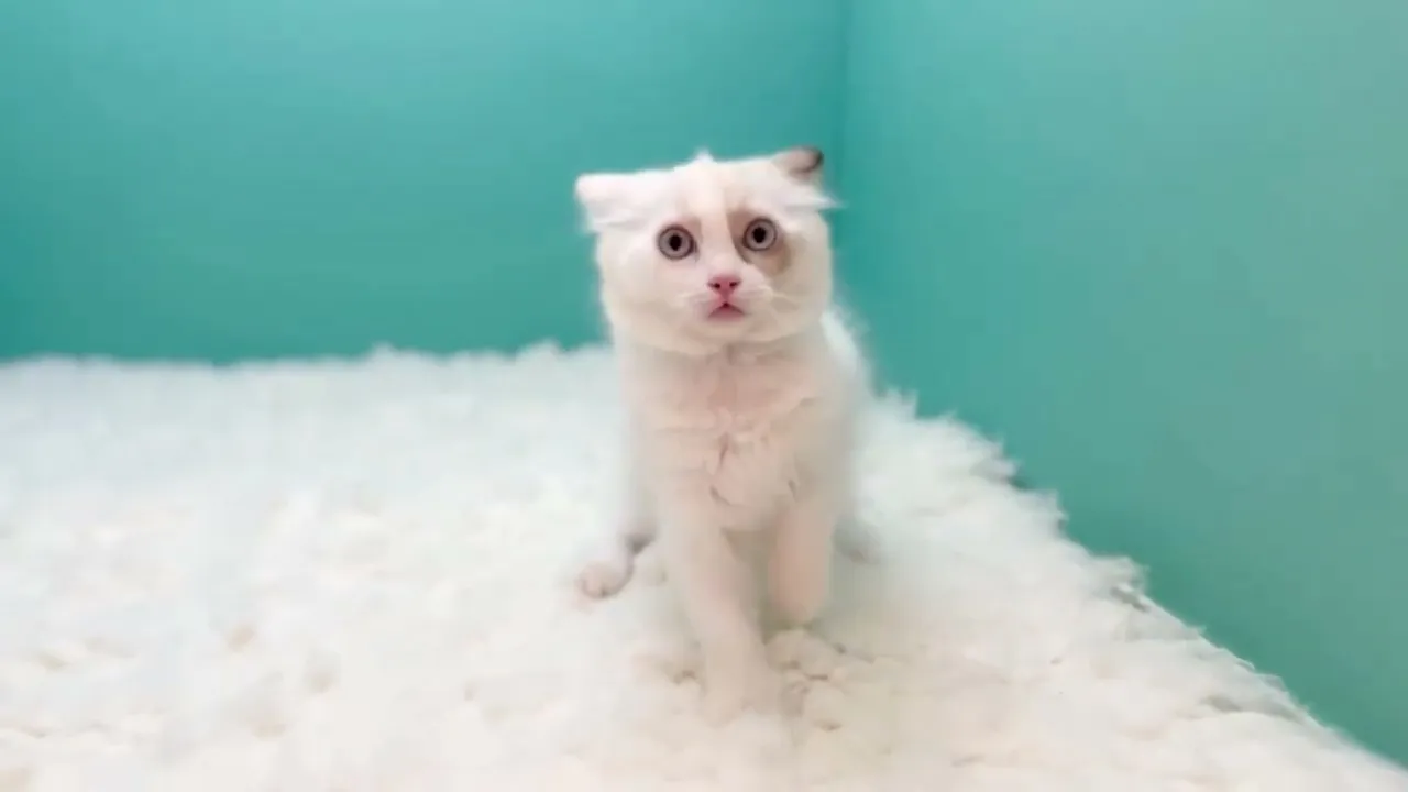 動画