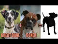 Top 12 Interesting Great Dane Mix Breeds You Dont Know