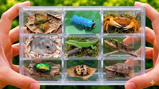 Wild Bug Catching Filling a Mystery Box with Nature s Tiny Wonders