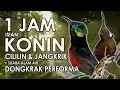 Download Lagu TERAPI KONIN BUKA PARUH ISIAN CILILIN \u0026 JANGKRIK Mastering 1 JAM | HD