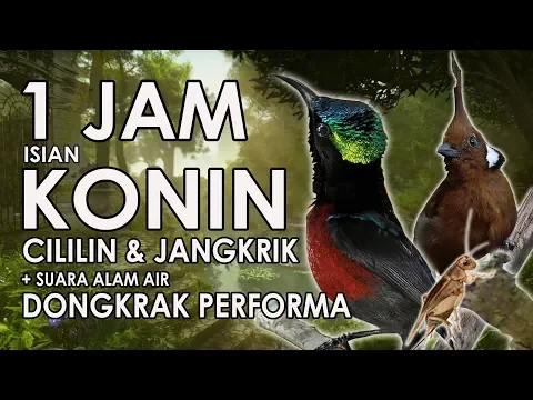 Download MP3 TERAPI KONIN BUKA PARUH ISIAN CILILIN \u0026 JANGKRIK Mastering 1 JAM | HD