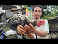 Download Lagu HARI INI BANYAK TERNAK HIAS DI JUAL DI PASAR SUMPIUH BANYUMAS