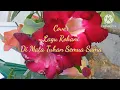 Download Lagu Lagu Rohani Cover \