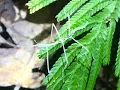 Stick Bug has moves like a Boston Dynamics Robot