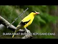 Download Lagu DIJAMIN DATANG \u0026 NYAHUT...!! SUARA BURUNG KEPODANG EMAS COCOK UNTUK MIKAT atau PIKAT