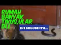 Download Lagu Tikus,Ular,Kecoak Dll.INI SOLUSINYA...!!!