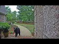Bear spotted in Porter s Neck area