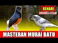 MASTERAN MURAI BATU - suara kenari NGEROL PANJANG jernih keras berjeda 1 menit FULL 1 JAM variasi 2